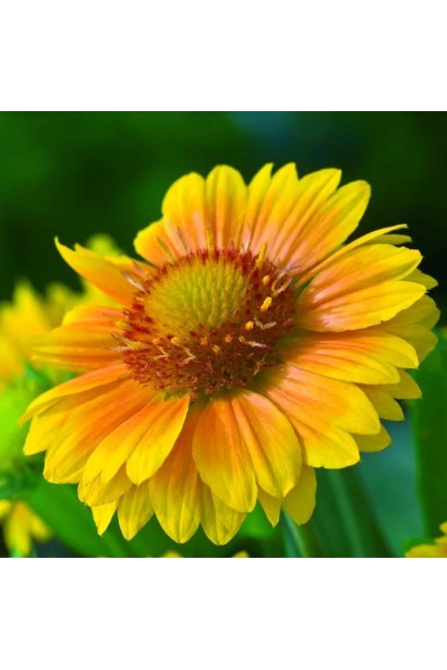 Гайлардія великоквіткова ’Арізона Апрікот’-посухостійкий багаторічник у повному цвітінні